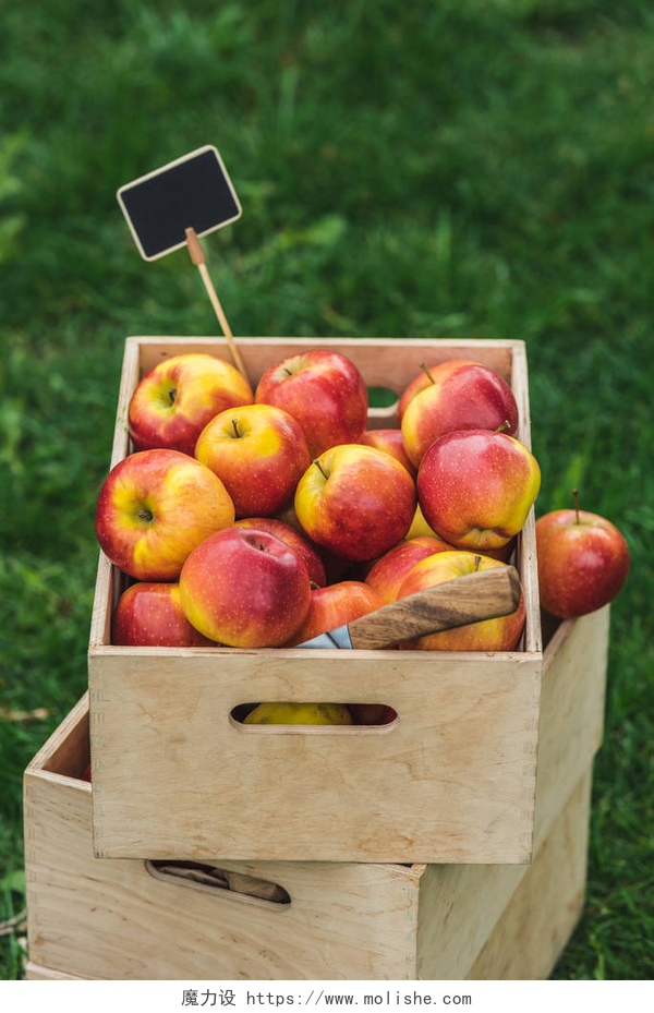 一箱子新鲜采摘的苹果红色新鲜采摘苹果和刀子在箱子用标记卖